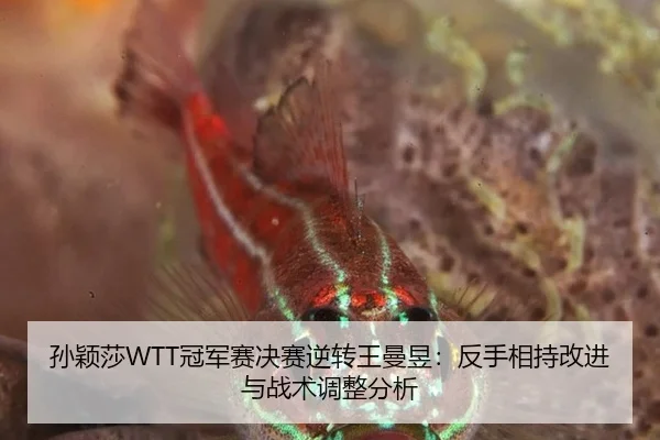 孙颖莎WTT冠军赛决赛逆转王曼昱：反手相持改进与战术调整分析